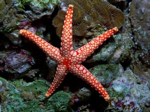 Una bonita estrella de mar en las rocas marinas