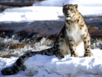 Leopardo de las nieves con nieve en el hocico