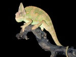 Un camaleón visto en la noche