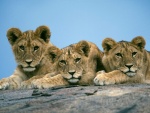Tres jóvenes leones sobre una roca