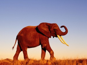 Un elefante caminando en soledad