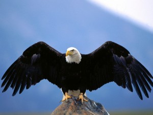 Postal: Águila sobre una roca desplegando sus alas