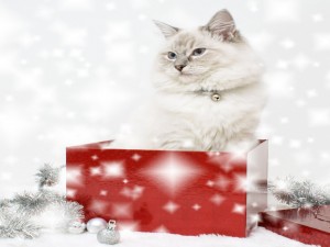 Postal: Un gato de regalo de Navidad