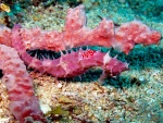 Un caballito de mar rosa sobre las piedras