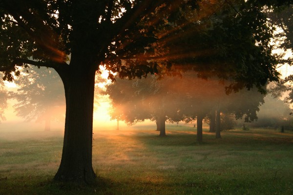 El sol de la mañana entre los árboles