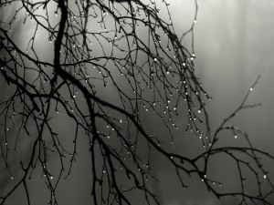 Gotas de lluvia en las ramas del árbol desnudo