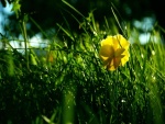 Flor amarilla en la hierba