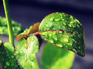 Postal: Gotas de agua en las hojas verdes