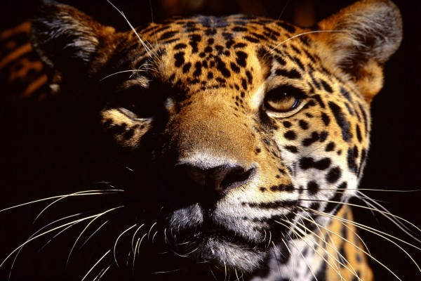La mirada de un jaguar