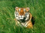 Un gran tigre de Bengala entre la hierba