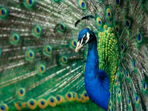 Postal: Bellos colores de un pavo real