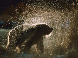 Un oso mojado sacudiéndose el agua