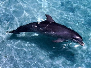 Postal: Un delfín nadando en la superficie del agua