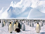 Pingüinos emperador en el Mar de Weddell