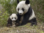 Oso panda con su pequeño en una reserva natural (China)