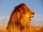 Un poderoso león