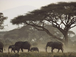 Postal: Un grupo de elefantes africanos caminando