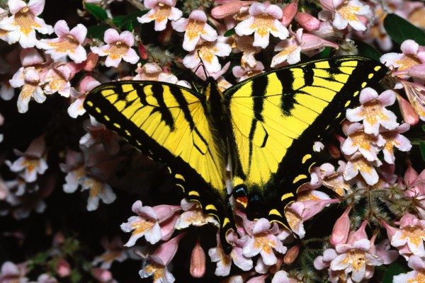 Una mariposa amarilla y negra sobre pequeñas flores