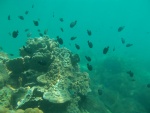 Peces negros nadando bajo el agua