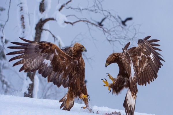 Batalla entre dos águilas