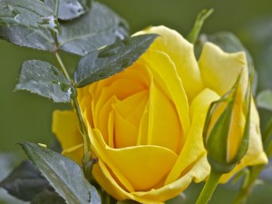 Una rosa amarilla y las hojas verdes del rosal