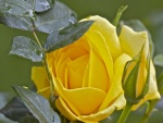 Una rosa amarilla y las hojas verdes del rosal