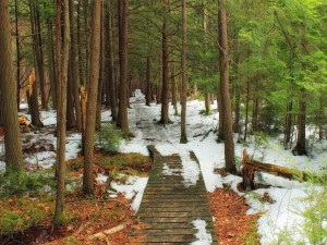 Camino de madera bajo la nieve