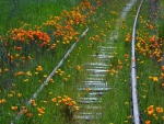 Vía de ferrocarril cubierta de flores