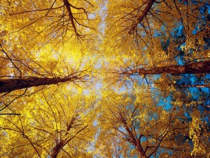 Bajo los árboles con hojas amarillas