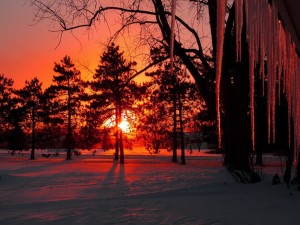 El sol detrás de los árboles tiñendo de naranja la nieve