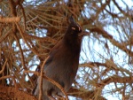 Gran pájaro en un pino