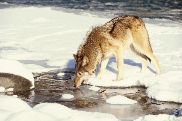 Un lobo bebiendo agua de un río helado