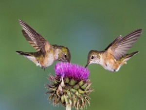 Dos colibrís libando de la misma flor