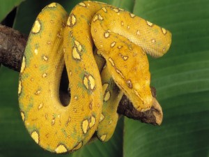 Serpiente amarilla sobre una rama