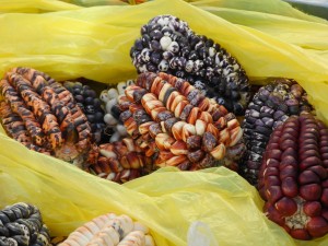 Mazorcas de maíz de varios tipos