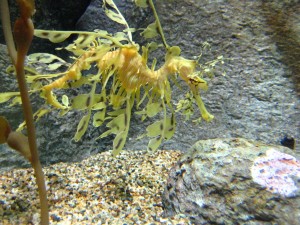 Un bello dragón de mar foliado