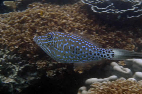 Un pez con manchas negras y azules