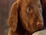 Un cachorro labrador de color marrón