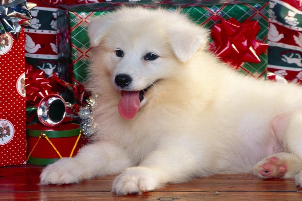 Perro blanco junto a los regalos de Navidad