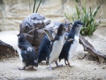 Pequeños pingüinos sobre la arena