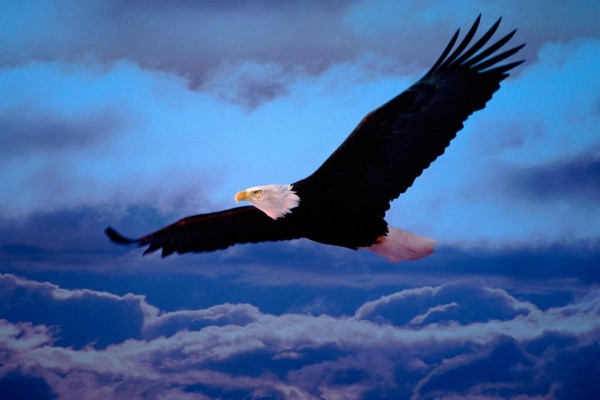 Un águila surcando el cielo