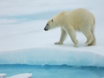 Un bonito oso polar caminando sobre el hielo