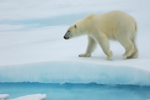 Un bonito oso polar caminando sobre el hielo