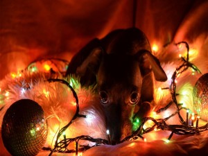 Un perro entre bolas y luces de Navidad