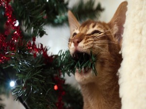 Postal: Gato mordiendo una rama del árbol de Navidad