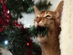 Gato mordiendo una rama del árbol de Navidad