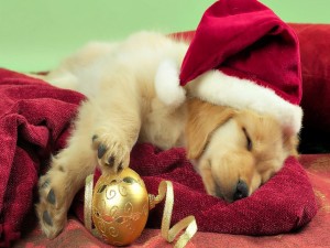Perro dormido con el gorro de Santa
