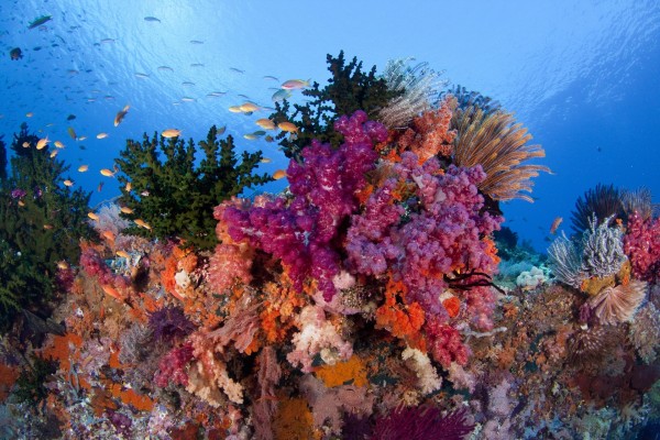 Pequeños peces en el arrecife de coral