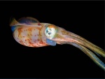 El gran ojo de un calamar