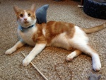 Un gato con una aleta de tiburón